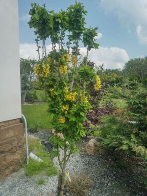 Laburnum anagyroides 'SUNSPIRE' - štědřenec odvislý