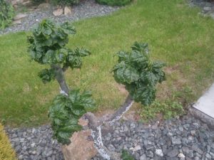 Fraxinus excelsior ´Cryspa´ - jasan ztepilý