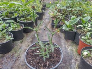 Verbena bonariensis 'Royal Dreams' - sporýš argentinský