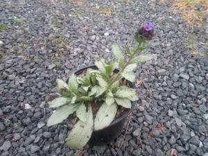 Pulmonaria longifolia 'DIANA CLARE' - plicník