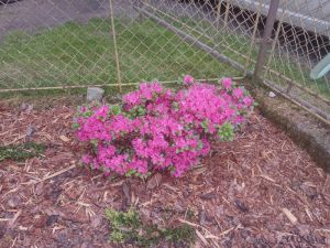 Azalea japonica 'Vuyk's Scarlet' - azalka japonská
