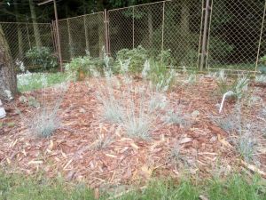 Festuca cinerea 'Schwingel' - kostřava sivá