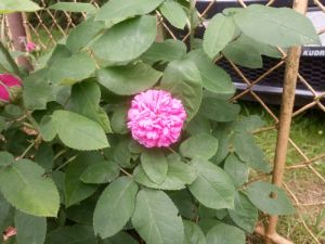 Rosa 'ROSE DE RESHT' - růže keřová - portlandská
