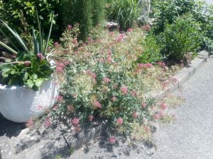 Centranthus ruber - mavuň červená