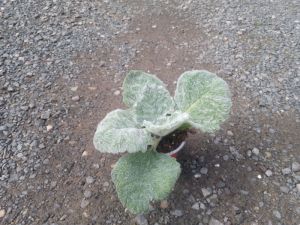 Salvia argentea 'Artemis' - šalvěj stříbrná