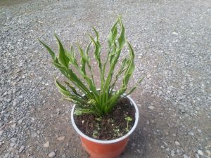 Hosta 'Praying Hands' - bohyška