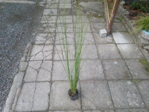 Juncus pallidus 'Javelin' - sítina 
