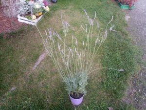 Lavandula 'Pinnata' - levandule Madeirská
