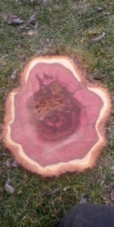 Prunus domestica - švestka domácí