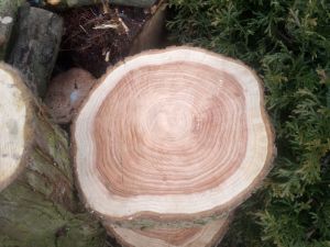 Thuja plicata - zerav řasnatý