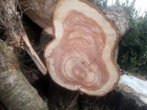 Juniperus chinensis - jalovec čínský