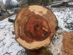 Malus baccata - jabloň drobnoplodá