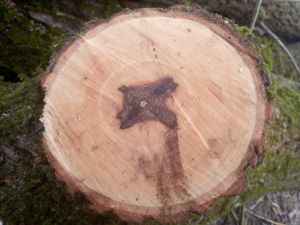 Fraxinus exelsior - jasan ztepilý