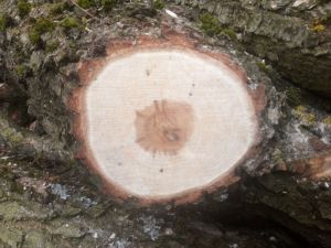 Salix alba - vrba bílá