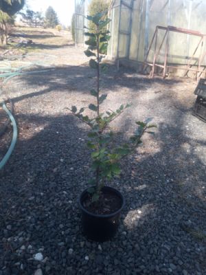 Ilex x meserveae ´Blue Princess´ - cesmína 