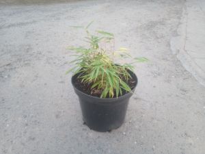 Fargesia rufa - bambus