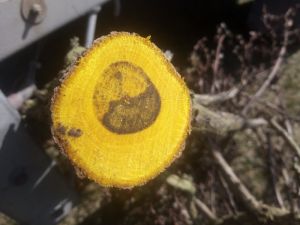Berberis thunbergii - dřišťál Thunbergův