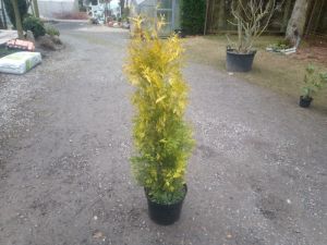 Thuja occidentalis 'Yellow Ribbon' - zerav západní	