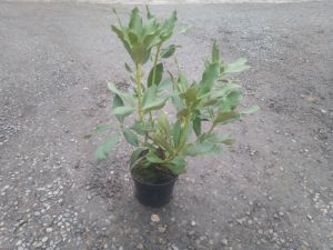 Rhododendron 'Nova Zembla' - pěnišník