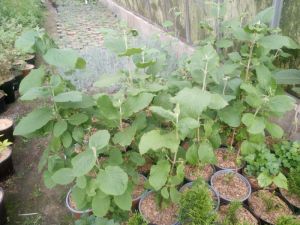 Viburnum lantana - kalina tušalaj