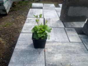 Geum coccineum 'Koi' - kuklík šarlatový