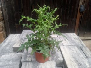  Echinops bannaticus 'Star Frost' - bělotrn banátský