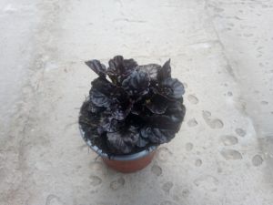  Ajuga reptans 'Black Scallop' - zběhovec plazivý