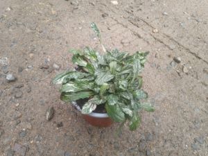 Ajuga reptans 'Sparkler' - zběhovec plazivý
