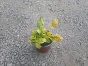 Ajuga reptans 'Gold Chang' - zběhovec plazivý