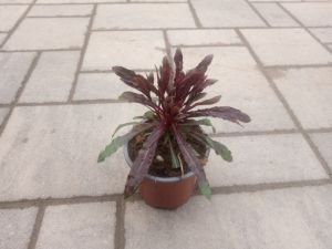Gaura lindheimeri 'Gaudi Rose' - svíčkovec Lindheimerův