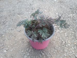 Dicentra eximia 'Stuart Boothman' - srdcovka drobnokvětá
