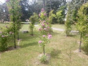 Rosa 'Veilchenblau' - růže pnoucí Kordes 'Veilchenblau'