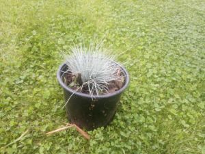 Festuca glauca 'Bofinger' - kostřava sivá