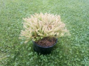 Thuja occidentalis 'GOLDEN TUFFET' - zerav západní