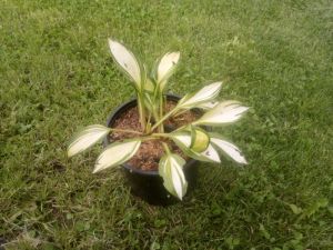 Hosta 'Rainbow's End' - hosta