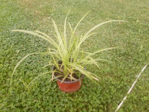 Carex morrowii ‘Ice Dance’ - Ostřice japonská