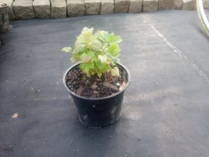Viburnum opulus 'Nanum' - kalina obecná