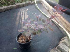 Cotinus coggygria  'ROYAL PURPLE' - ruj vlasatá