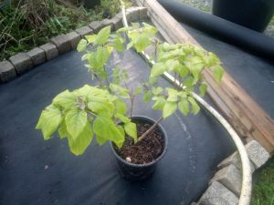 Catalpa ovata 'Nana' - katalpa