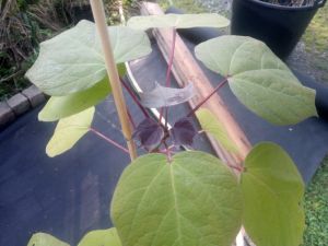 Catalpa ovata 'Purpurea' - katalpa