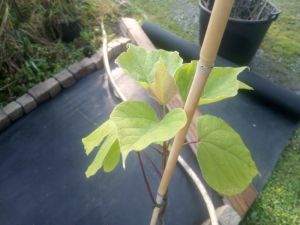 Catalpa ovata 'Aurea' - katalpa
