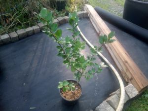 Ilex x meserveae 'BLUE PRINCE®' - cesmína modrá