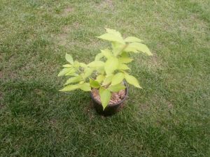 Weigela florida 'Goldrush' - vajgélie květnatá