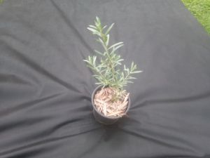 Hippophae rhamnoides - rakytník úzkolistý