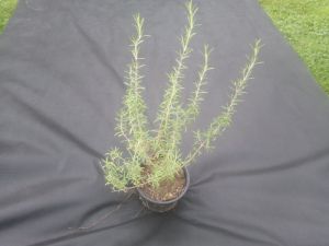 Rosmarinus officinalis - rozmarýn obecný