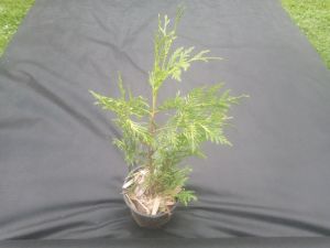 Thuja plicata 'Zebrina' - zerav řasnatý