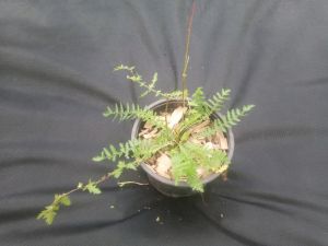Polygonum vulgare - rdesno