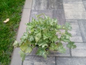 Heuchera " Dew Drops " ® - dlužicha