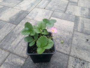 Fragaria ananassa 'Fragoo Pink' - jahodník stáleplodící