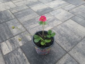 Fragaria × ananassa 'Ruby Ann' - jahodník stáleplodící
